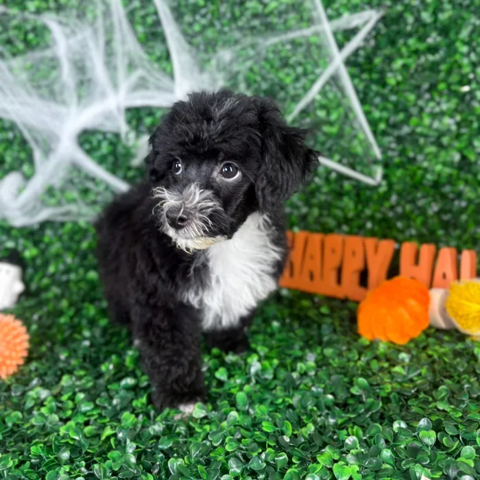 Male Toy Poodle puppy named Rocky for sale at Puppy Dreams - North Richland Hills.