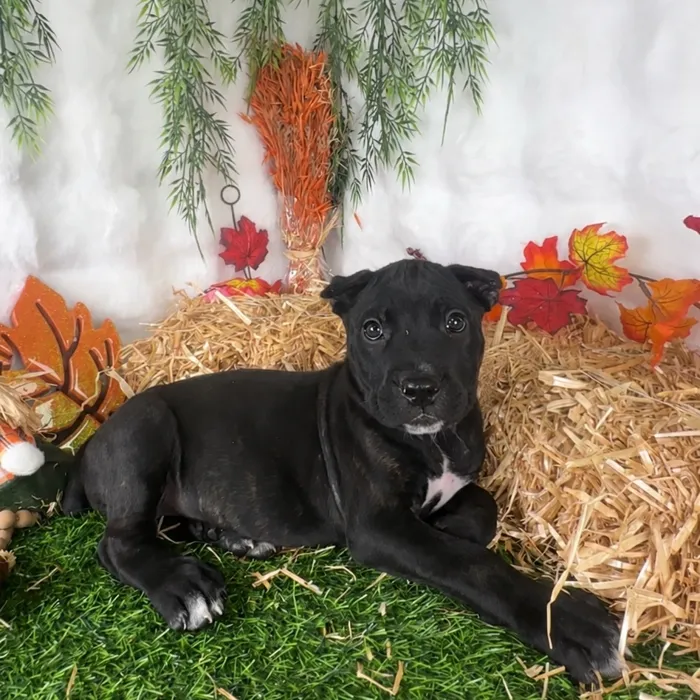 Female Cane Corso puppy named Mercedes for sale at Puppy Dreams - Denton.