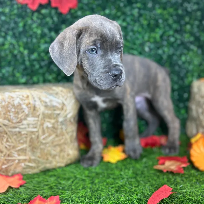 Male Cane Corso puppy named Zapps for sale at Puppy Dreams - Mansfield.