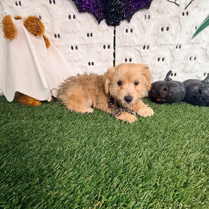 Male Yochon puppy named Jax for sale at Puppy Dreams - Carrollton.