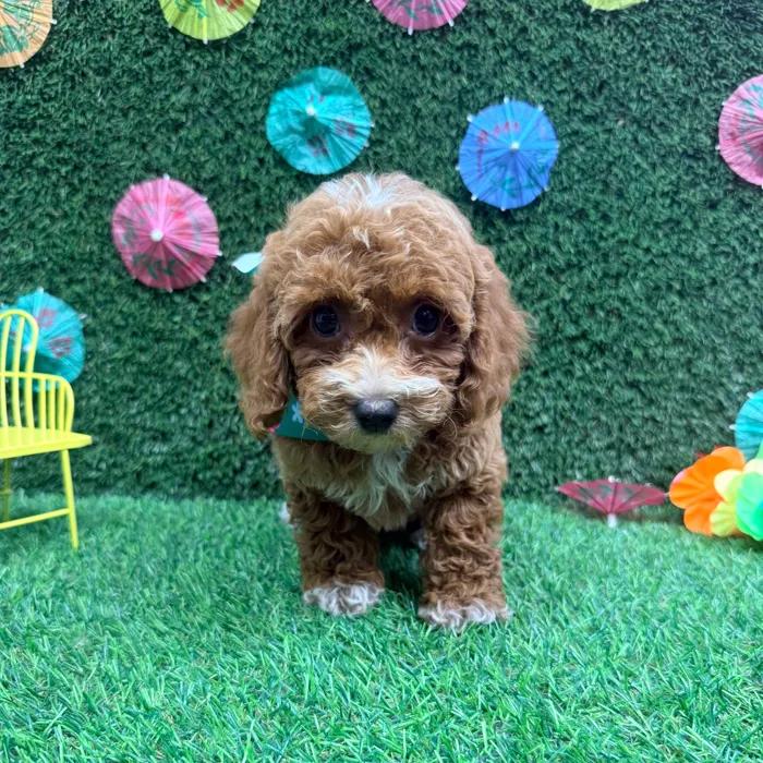Female Mini Poodle puppy named Chanel for sale at Puppy Dreams - Carrollton.