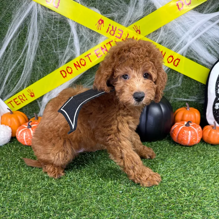 Male Mini Goldendoodle puppy named Gobblin for sale at Puppy Dreams - Arlington.