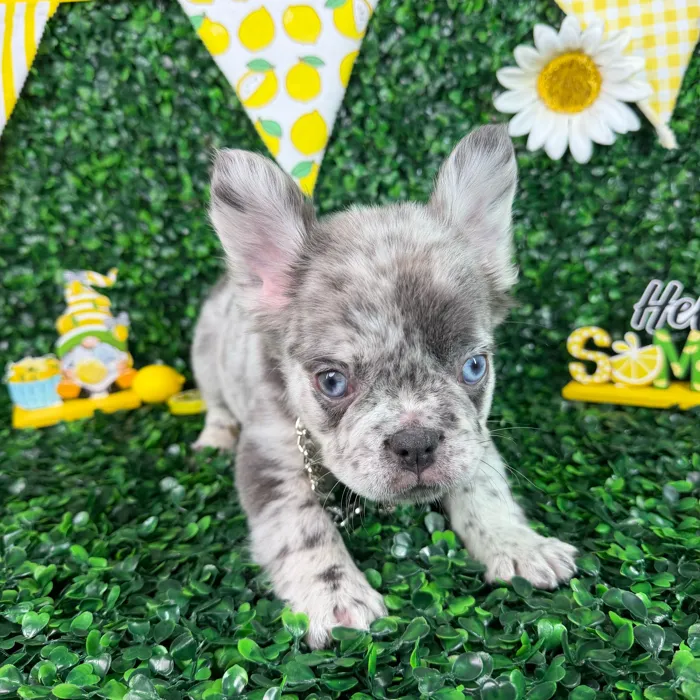 Male Fluffy French Bulldog puppy named Ghost for sale at Puppy Dreams - North Richland Hills.