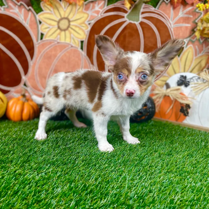 Female Chihuahua puppy named Sadie for sale at Puppy Dreams - Carrollton.