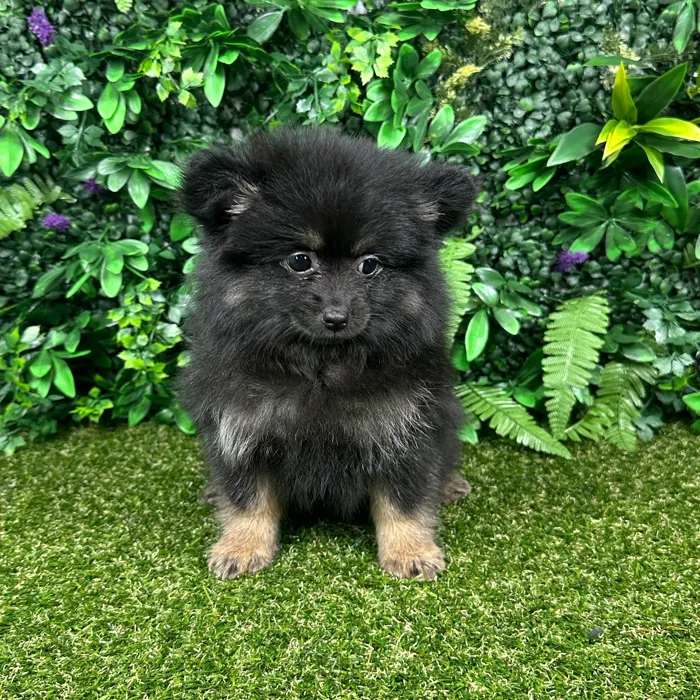Female Pomeranian puppy named Aspen for sale at Puppy Dreams - Parks Mall.