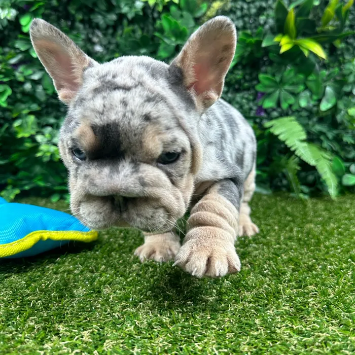 Male French Bulldog puppy named King for sale at Puppy Dreams - Parks Mall.