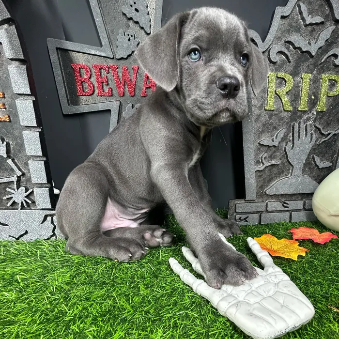 Male Cane Corso puppy named Ghostface for sale at Puppy Dreams - Mansfield.