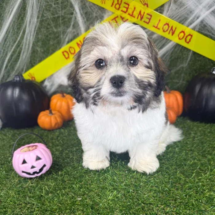 Male Teddy Bear puppy named Willow for sale at Puppy Dreams - Parks Mall.
