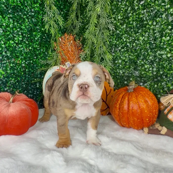 Female English Bulldog puppy named Pumpkin for sale at Puppy Dreams - Denton.