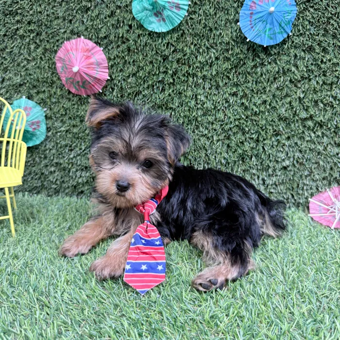 Male Yorkie puppy named Max for sale at Puppy Dreams - Carrollton.