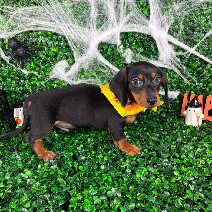 Male Dachshund puppy named Slinky for sale at Puppy Dreams - North Richland Hills.