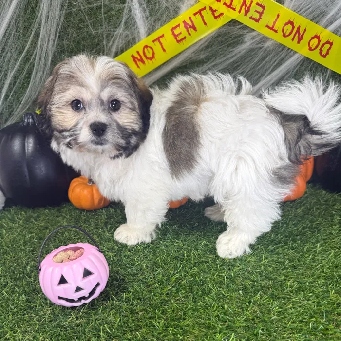 Male Teddy Bear puppy named Willow for sale at Puppy Dreams - Parks Mall.