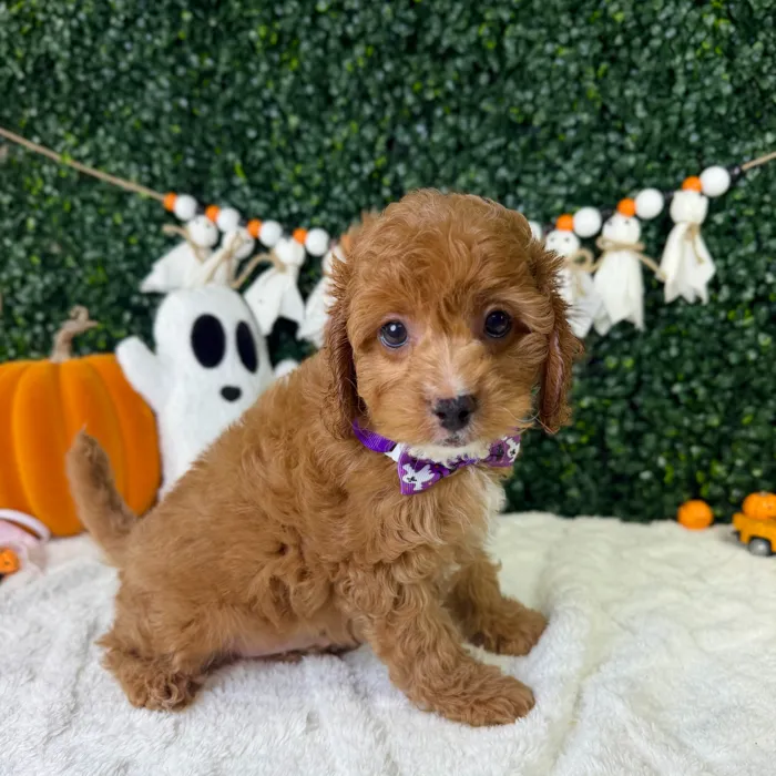 Male Cavapoo puppy named Peanut for sale at Puppy Dreams - Garland.