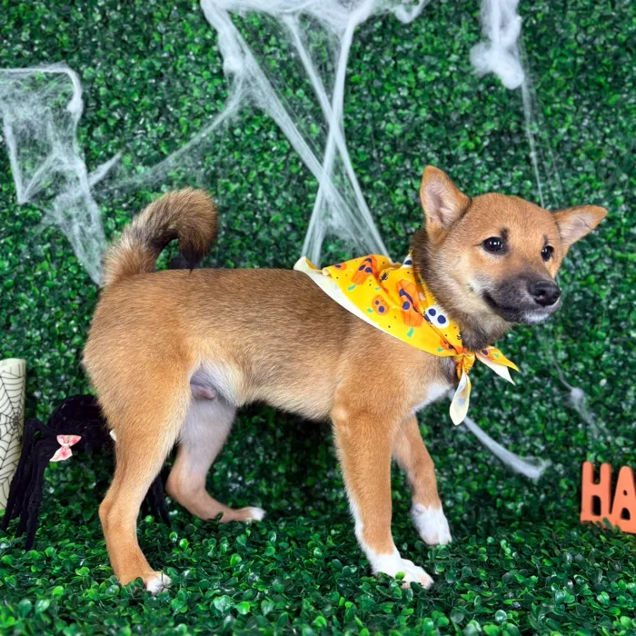 Male Shiba Inu puppy named Kai for sale at Puppy Dreams - North Richland Hills.