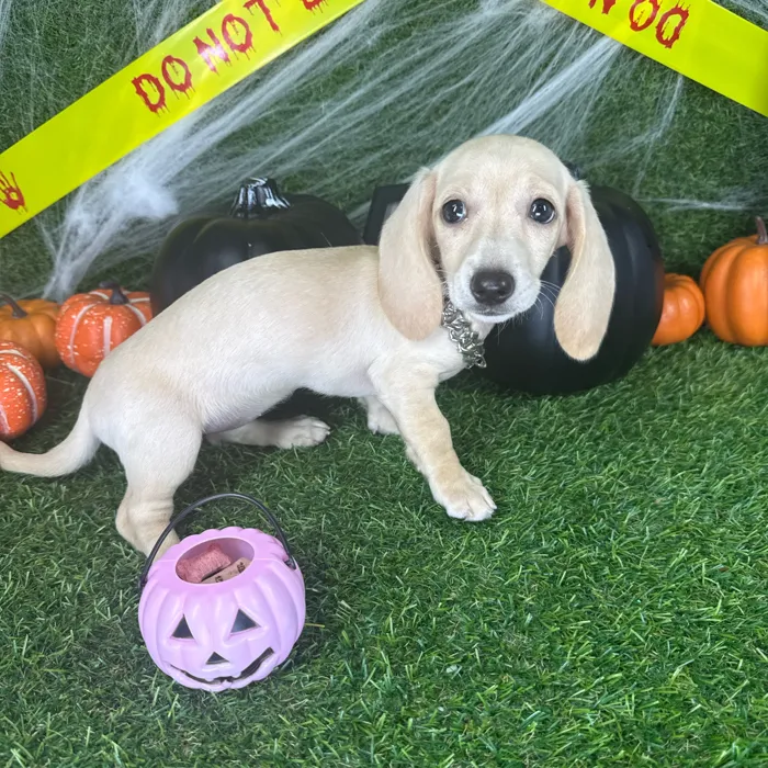 Female Dachshund puppy named Misty for sale at Puppy Dreams - Arlington.