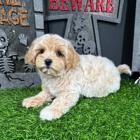 Male Maltipoo puppy named *Lestat* for sale at Puppy Dreams - Mansfield.