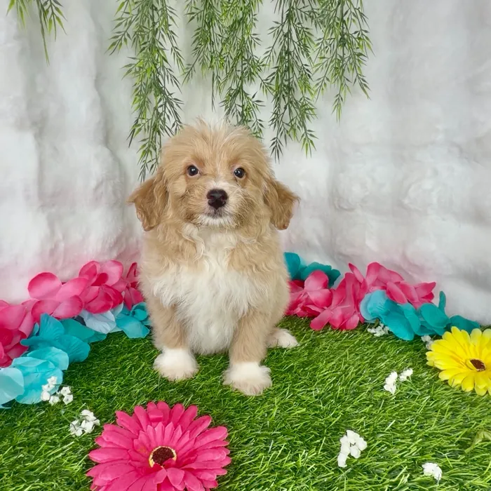 Male Pom-A-Poo puppy named Eminem for sale at Puppy Dreams - Denton.