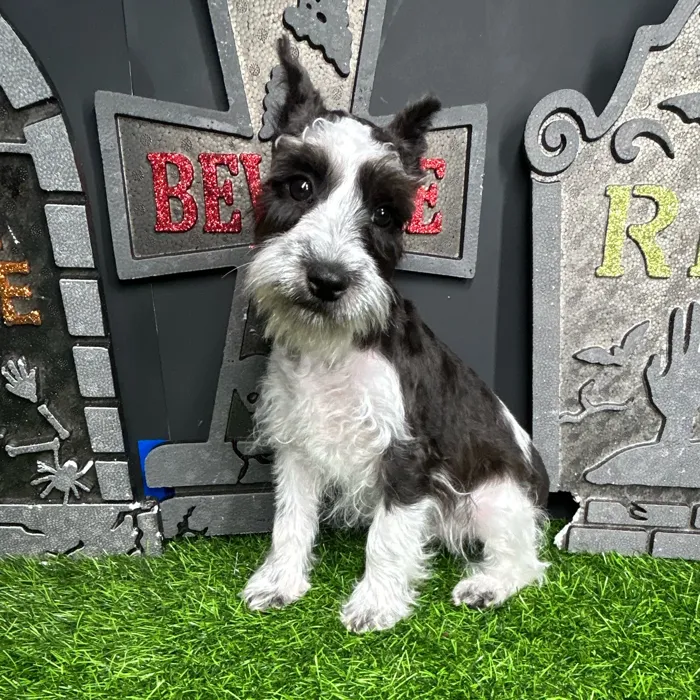 Female Mini Schnauzer puppy named Jennifer for sale at Puppy Dreams - Mansfield.