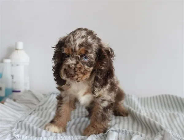 Female Cocker Spaniel puppy named Toffee for sale at Puppy Dreams - Garland.