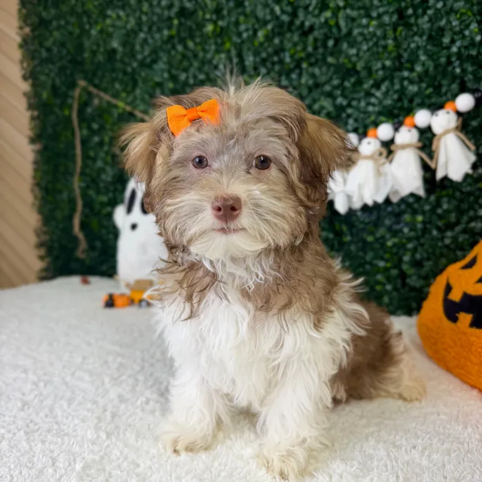 Female Havanese puppy named Lola for sale at Puppy Dreams - Garland.