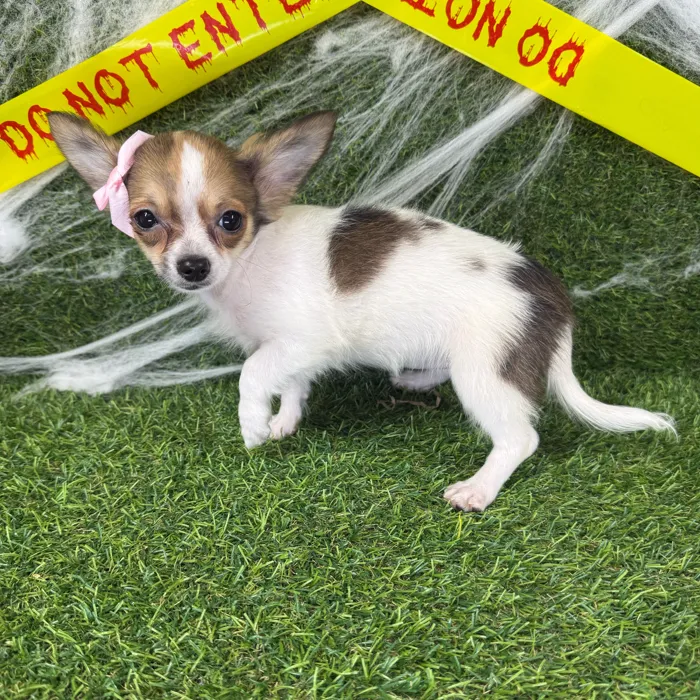 Female Chihuahua puppy named Cheryl for sale at Puppy Dreams - Arlington.