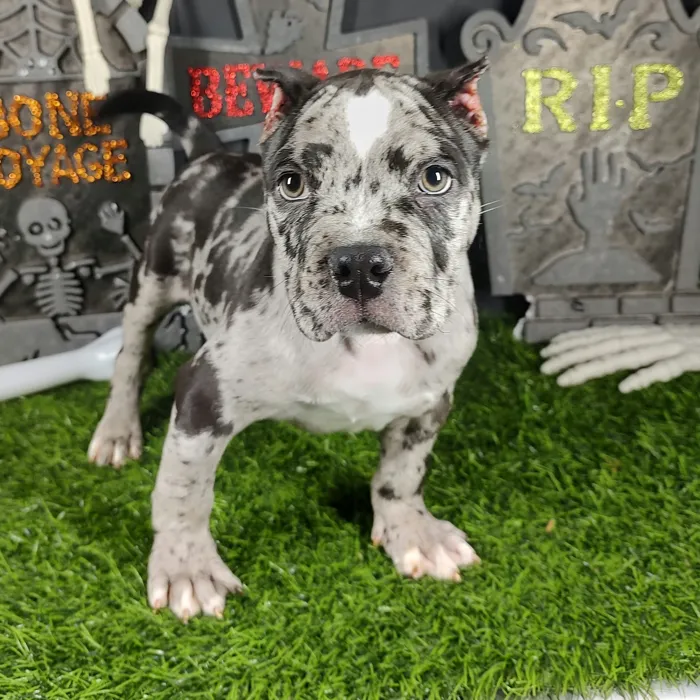 Male American Bully puppy named Pennywise for sale at Puppy Dreams - Mansfield.