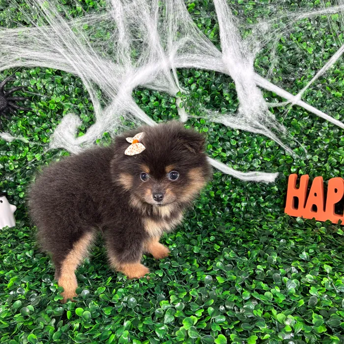 Female Pomeranian puppy named Sherlyn for sale at Puppy Dreams - North Richland Hills.