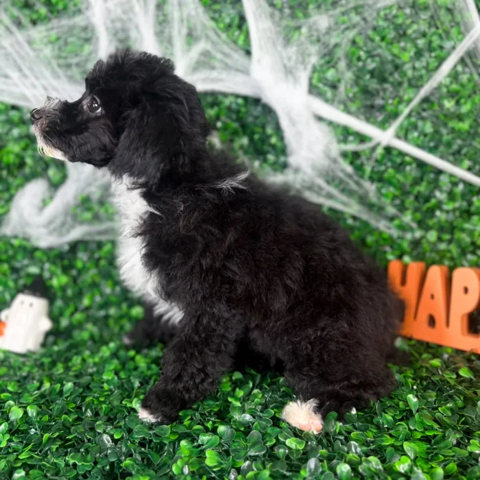 Male Toy Poodle puppy named Rocky for sale at Puppy Dreams - North Richland Hills.