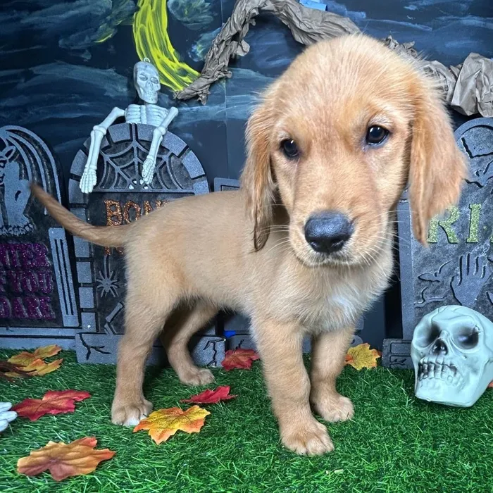 Female Golden Retriever puppy named Caramel for sale at Puppy Dreams - Mansfield.