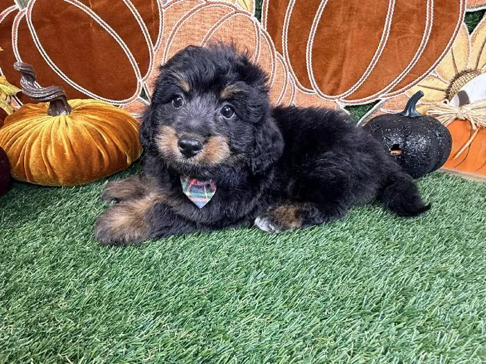Male Bernedoodle puppy named Yoda for sale at Puppy Dreams - Carrollton.