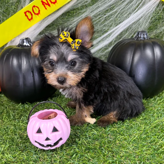 Female Yorkie puppy named Lucy for sale at Puppy Dreams - Arlington.