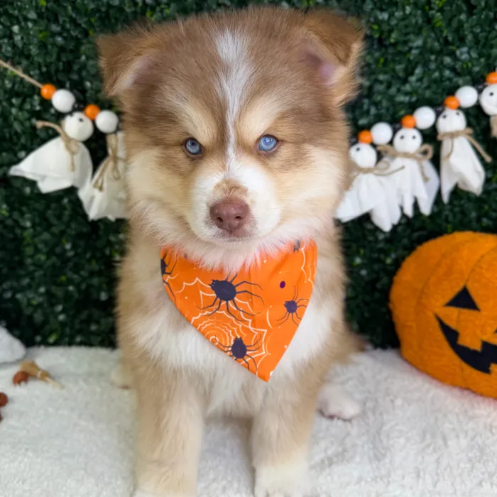 Male Pomsky puppy named Toto for sale at Puppy Dreams - Garland.