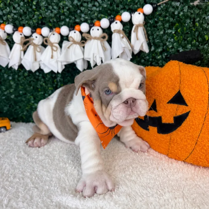 Male English Bulldog puppy named Meatball for sale at Puppy Dreams - Garland.