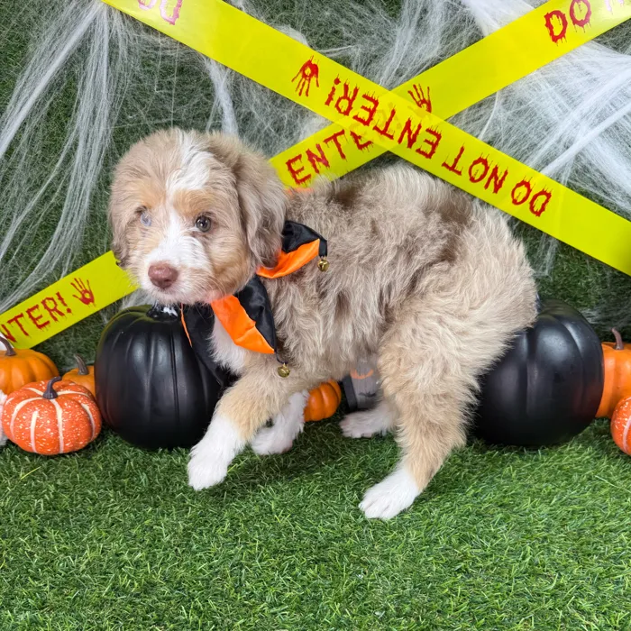 Male Mini Aussiedoodle puppy named Fang for sale at Puppy Dreams - Arlington.