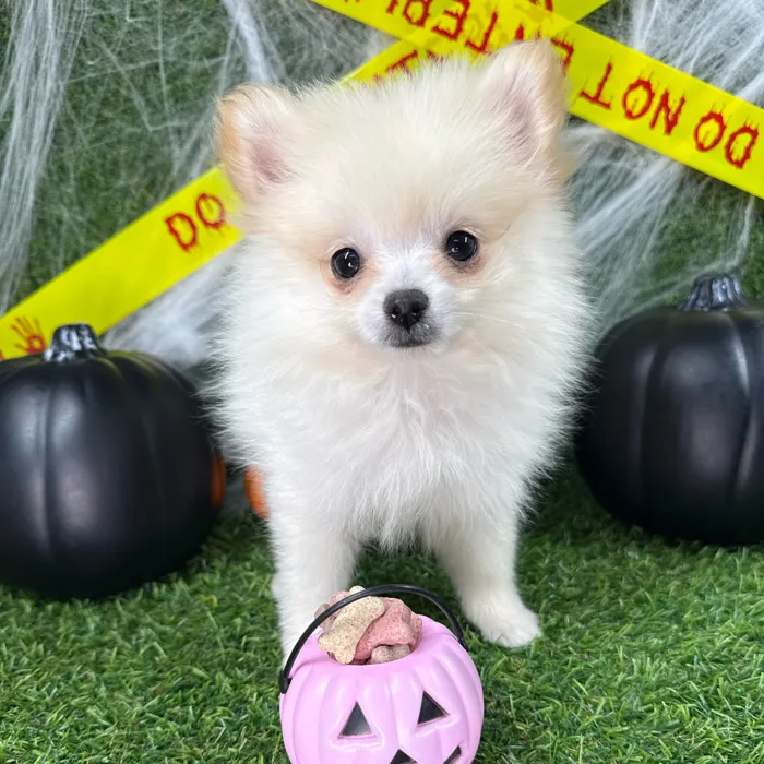 Male Pomeranian puppy named Dracula for sale at Puppy Dreams - Arlington.