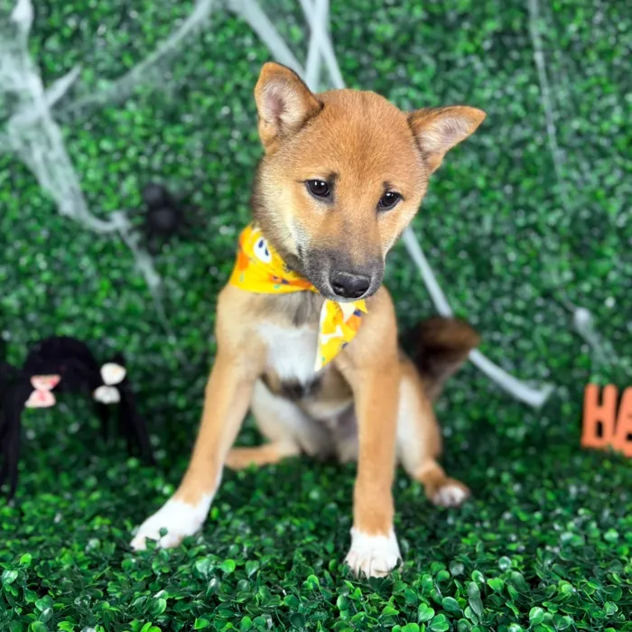 Male Shiba Inu puppy named Kai for sale at Puppy Dreams - North Richland Hills.