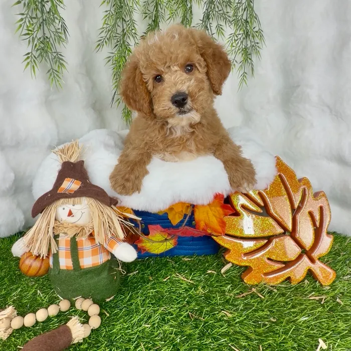 Male Mini Goldendoodle puppy named Mike for sale at Puppy Dreams - Denton.