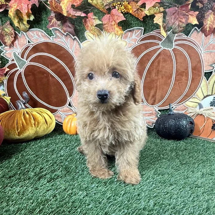 Male Mini Goldendoodle puppy named Cashew for sale at Puppy Dreams - Carrollton.