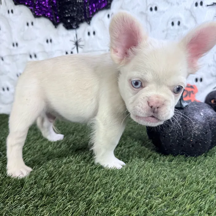 Male Fluffy French Bulldog puppy named Caine for sale at Puppy Dreams - Carrollton.