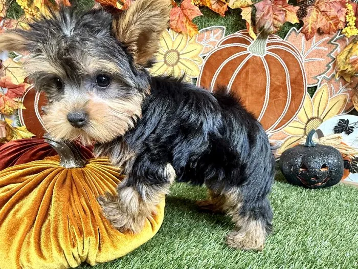 Male Yorkie puppy named Biscoff for sale at Puppy Dreams - Carrollton.