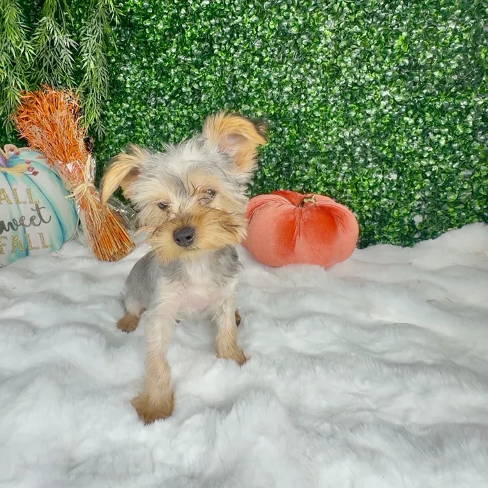 Male Yorkie puppy named Gumdrop for sale at Puppy Dreams - Denton.