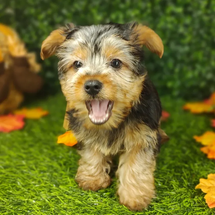 Male Yorkie puppy named *Frodo* for sale at Puppy Dreams - Mansfield.