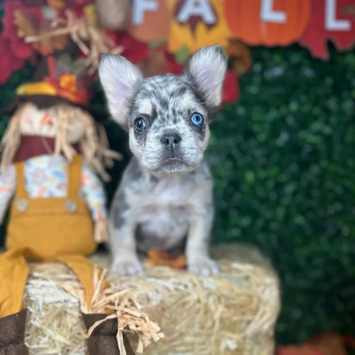 Female Fluffy French Bulldog puppy named Kettle for sale at Puppy Dreams - Mansfield.