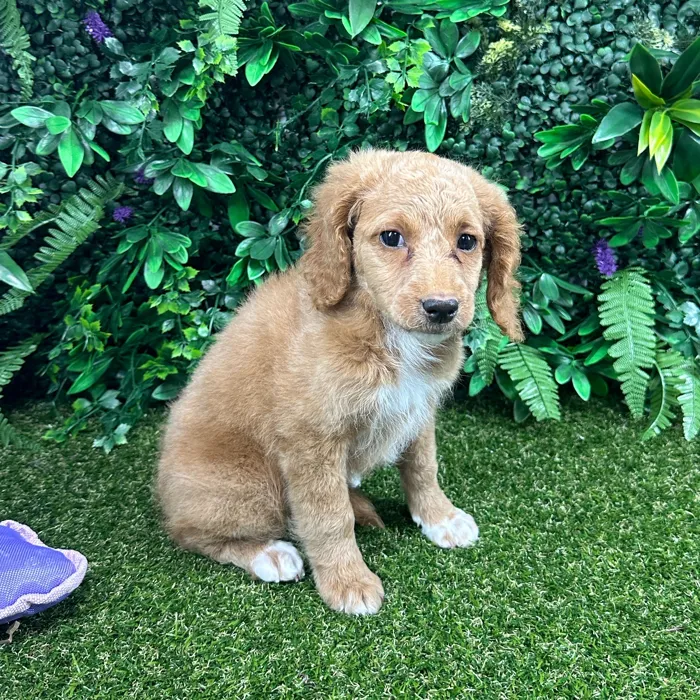 Female Mini Goldendoodle puppy named Kitsune for sale at Puppy Dreams - Parks Mall.