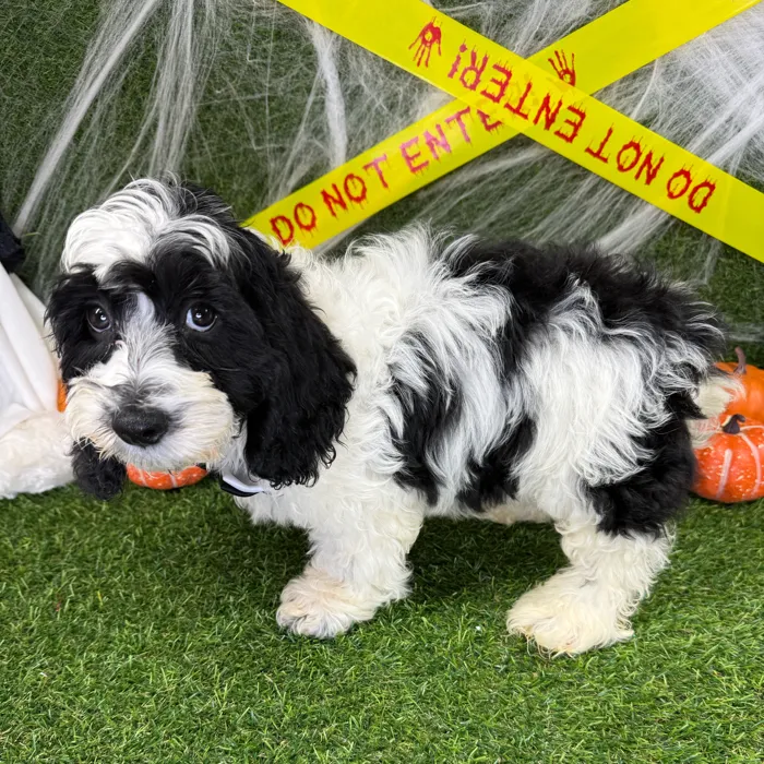 Male Cockapoo puppy named Pumpkin for sale at Puppy Dreams - Arlington.