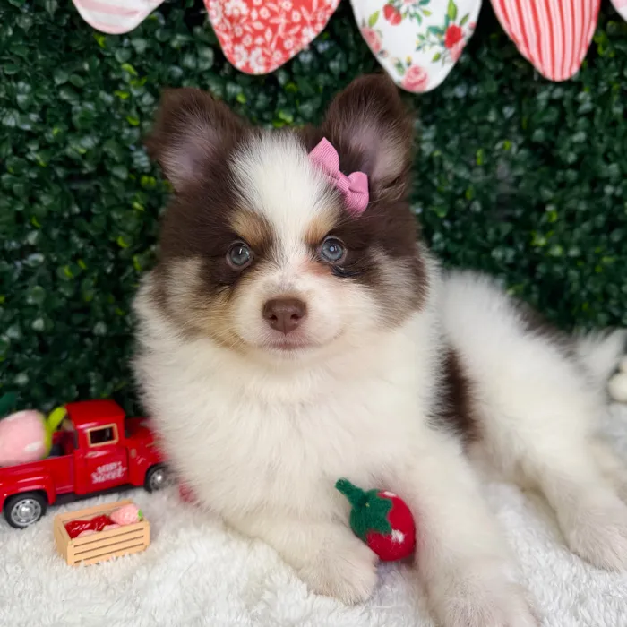 Female Pomsky puppy named Honey for sale at Puppy Dreams - Garland.