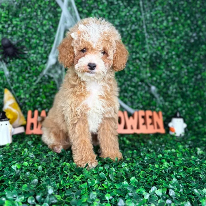 Female Cockapoo puppy named Sally for sale at Puppy Dreams - North Richland Hills.