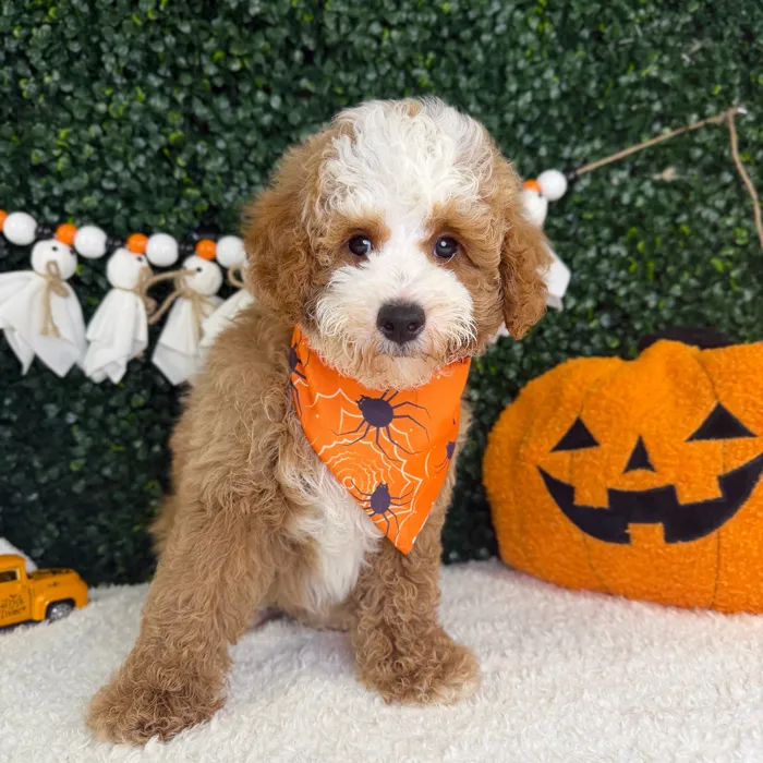 Male Mini Poodle puppy named Cooper for sale at Puppy Dreams - Garland.