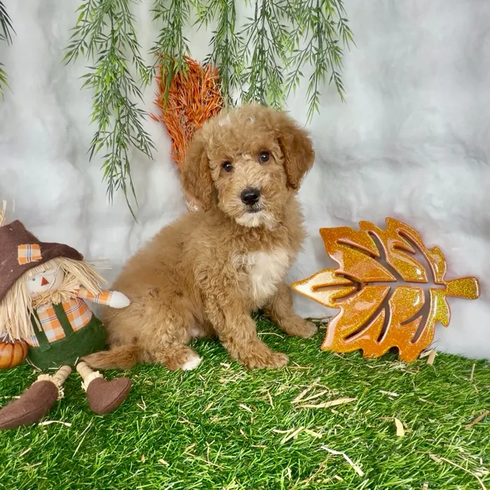 Male Mini Goldendoodle puppy named Mike for sale at Puppy Dreams - Denton.