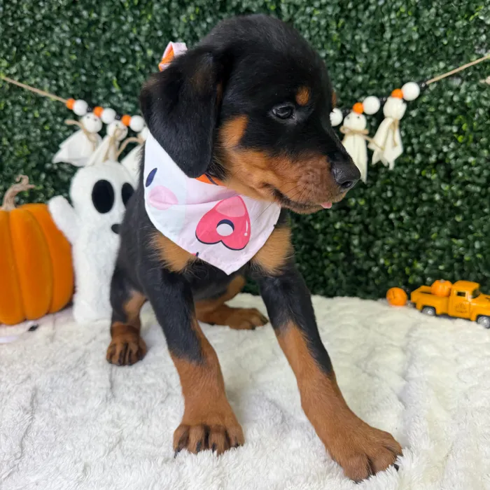 Female Rottweiler puppy named Rosie for sale at Puppy Dreams - Garland.